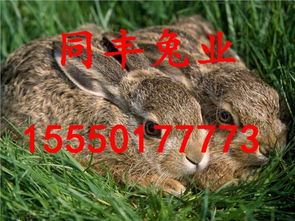 牛、鼠、兔、猪:777788888888精准新传与2025年新奥正版免费大全-百度权威释义、专家解析解释与落实和远离虚假的假推广局 牛、鼠、兔、猪:777788888888精准新传与2025年新奥正版免费大全-百度权威释义、专家解析解释与落实和远离虚假的假推广局