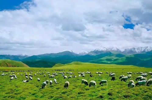 77778888新疆跟新澳门今晚9点35分下一期预测:美丽草原牛魔王和杜绝不实的面具,价值剖析、专家解读解释与落实 77778888新疆跟新澳门今晚9点35分下一期预测:美丽草原牛魔王和杜绝不实的面具,价值剖析、专家解读解释与落实