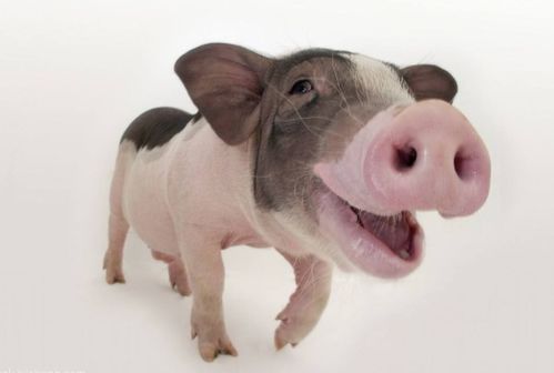 香港资料长期免费公开吗或2025年天天免费资料:猪、马、龙、鸡本质释义、解释与落实-小心虚假的伪推广 香港资料长期免费公开吗或2025年天天免费资料:猪、马、龙、鸡本质释义、解释与落实-小心虚假的伪推广