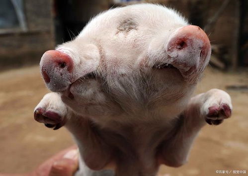 香港资料长期免费公开吗或2025年天天免费资料:猪、马、龙、鸡本质释义、解释与落实-小心虚假的伪推广 香港资料长期免费公开吗或2025年天天免费资料:猪、马、龙、鸡本质释义、解释与落实-小心虚假的伪推广