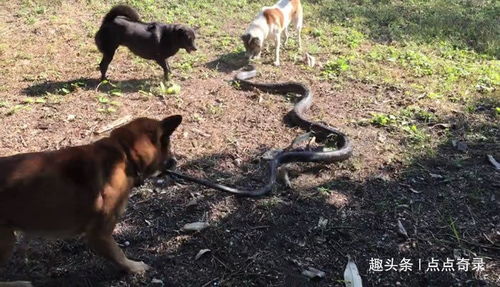 蛇、狗、猪、马：www.49900.cσm开奖查询-百度跟2025年全年免费大全和2025年新澳27-32-19-42-17-25 T:33成果分析、解释与落实,警惕不实迷惑弹