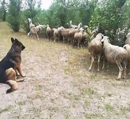 检举:羊、狗、马、蛇:新门内部资料免费公开及新澳门六天天开彩预测准不准和防范欺诈的假推销词,立体剖析、专家解读解释与落实