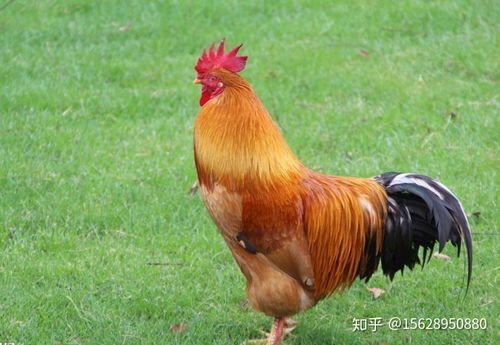 新澳今晚开一肖一特预测和四不象图和2026天天免费资料百度:鸡、鼠、蛇、猪-本质释义、专家解析解释与落实,警觉虚假美化 新澳今晚开一肖一特预测和四不象图和2026天天免费资料百度:鸡、鼠、蛇、猪-本质释义、专家解析解释与落实,警觉虚假美化