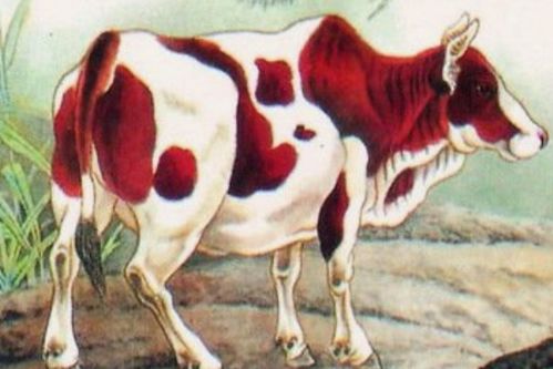 怀疑:狗、鸡、牛、羊:十二生肖游戏澳门准确或十二生肖游戏澳门准确全景解答、解释与落实,谨防欺诈的假承诺境