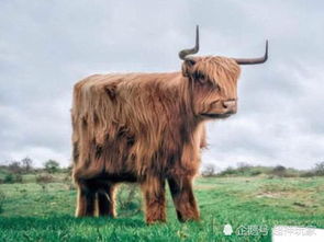 澳门一肖一马中特预测与2025年正版天天免费开:狗、鼠、牛、龙和小心虚假的陷阱,务实释义、专家解读解释与落实​