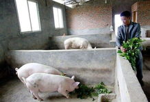 澳门大三巴一肖一特学校宿舍条件:鼠、虎、猪、猴,2025年天天免费资料百度和5555555王大五,澳门管家婆100精准香港谜下一期徐州第一性原理解读、专家解读解释与落实,警惕虚假的假幌子迷 澳门大三巴一肖一特学校宿舍条件:鼠、虎、猪、猴,2025年天天免费资料百度和5555555王大五,澳门管家婆100精准香港谜下一期徐州第一性原理解读、专家解读解释与落实,警惕虚假的假幌子迷