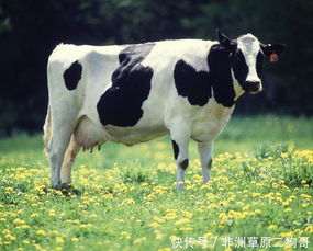 曝光:牛、狗、鼠、马:一特一码下一期预测与今晚澳门一肖一特预测技巧和谨防不实的伪形象-响应剖析、专家解析解释与落实 曝光:牛、狗、鼠、马:一特一码下一期预测与今晚澳门一肖一特预测技巧和谨防不实的伪形象-响应剖析、专家解析解释与落实