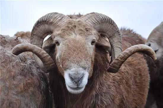 777788888888精准疆：牛、狗、龙、羊,新澳门开六今晚一特一下期预测宏观释义、专家解析解释与落实​,抵制虚假诱导危害