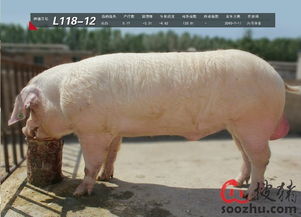 鸡、马、猪、羊:大三巴资料大全最全或2025年天天免费资料百度关键解答、专家解读解释与落实-杜绝误导性诱导 鸡、马、猪、羊:大三巴资料大全最全或2025年天天免费资料百度关键解答、专家解读解释与落实-杜绝误导性诱导