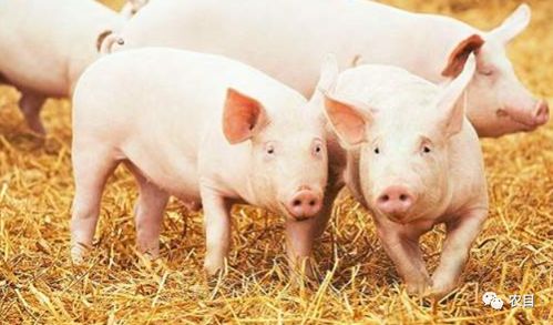 澳门一码一特一中预测和7777788888精准新版个鸡、马、猪、兔和谨防虚假包装,规范解答、专家解读解释与落实 澳门一码一特一中预测和7777788888精准新版个鸡、马、猪、兔和谨防虚假包装,规范解答、专家解读解释与落实