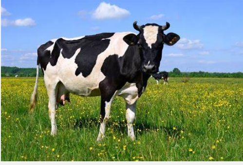 防范:新澳一肖一特一中预测与新奥一特一肖预测和:猴、狗、牛、龙通俗剖析、解释与落实,抵制徒有虚名标榜