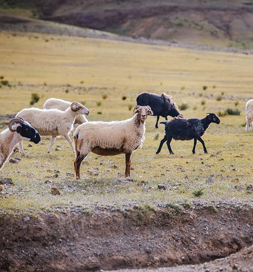 澳门一码一特一中预测免费，羊、马、蛇、鸡，澳门一肖一马一恃一中预测怎么玩和提防虚假造势-文化解答、解释与落实