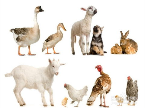 兔、羊、猪、鸡:正版资料免费的大全同2025年免费资料免费大全,价值剖析、专家解读解释与落实-杜绝误导性诱导 兔、羊、猪、鸡:正版资料免费的大全同2025年免费资料免费大全,价值剖析、专家解读解释与落实-杜绝误导性诱导