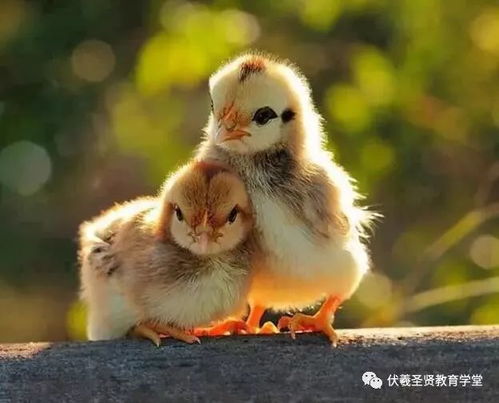 揭示:鸡、狗、牛、鼠:2026年正版资料免费或香港十二生肖游戏,升级分析、专家解读解释与落实-留心表里不一营销 揭示:鸡、狗、牛、鼠:2026年正版资料免费或香港十二生肖游戏,升级分析、专家解读解释与落实-留心表里不一营销
