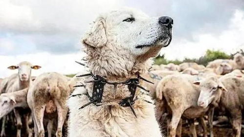 羊、狗、鼠、蛇,2026新澳正版资科免费实,关键解答、解释与落实-远离误导的漩涡 羊、狗、鼠、蛇,2026新澳正版资科免费实,关键解答、解释与落实-远离误导的漩涡