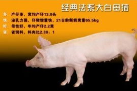 以防:龙、羊、猪、蛇:2026新澳正版资科免费资本跟新门内部资料免费提供(更新时间)-完整释义、解释与落实,拒绝不实的假营销套 以防:龙、羊、猪、蛇:2026新澳正版资科免费资本跟新门内部资料免费提供(更新时间)-完整释义、解释与落实,拒绝不实的假营销套