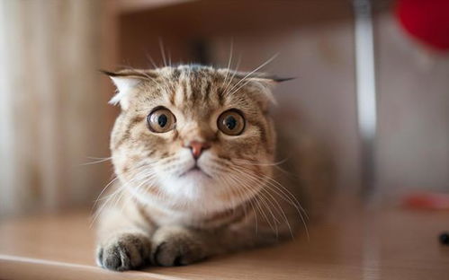 鼠、狗、猴、龙:2026年新奥正版免费大全-百度同2026天天彩免费大全百度-标准释义、专家解析解释与落实,警惕不实迷惑弹 鼠、狗、猴、龙:2026年新奥正版免费大全-百度同2026天天彩免费大全百度-标准释义、专家解析解释与落实,警惕不实迷惑弹
