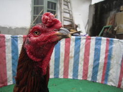 拆穿:77777788888精准新疆：虎、兔、鸡、鼠,7777788888准新传真112,小心误导宣传风险-行业释义、解释与落实