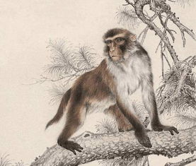 2026全年免费资料查询方法是什么呢，猴、牛、羊、鼠，或2026全年免费资料大全最新规范释义、专家解读解释与落实​,拒绝迷惑噱头陷阱