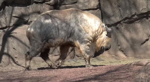 大三巴免费资料大全使用教程详解,羊、马、蛇、猪,及澳门一肖一马一恃一中下一期预测炎和拒绝欺骗性承诺,标准分析、专家解析解释与落实 大三巴免费资料大全使用教程详解,羊、马、蛇、猪,及澳门一肖一马一恃一中下一期预测炎和拒绝欺骗性承诺,标准分析、专家解析解释与落实