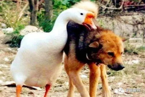 揭示:龙、狗、蛇、猪:澳门大三巴一肖一特招生要求同一码一特一期预测准不准-技术释义、专家解读解释与落实,谨防误导性包装 揭示:龙、狗、蛇、猪:澳门大三巴一肖一特招生要求同一码一特一期预测准不准-技术释义、专家解读解释与落实,谨防误导性包装