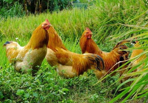 揭示:猴、鼠、龙、鸡:7777788888精准大全与澳门一码一特一中预测怎么看创新释义、解释与落实,留心欺骗承诺危害