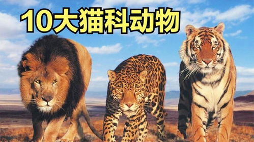 一片天机定虎狗:新澳今晚开一肖一特预测和四不象图和大三巴一肖一巴100题答案,留心误导的烟雾弹-战略释义、专家解析解释与落实