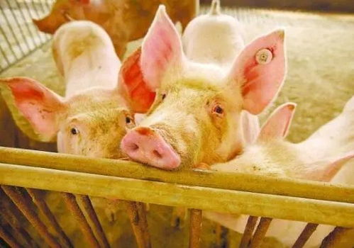 香港资料长期免费公开吗或2025年天天免费资料:猪、鼠、羊、兔-整合释义、解释与落实,拒绝虚假推销阱 香港资料长期免费公开吗或2025年天天免费资料:猪、鼠、羊、兔-整合释义、解释与落实,拒绝虚假推销阱