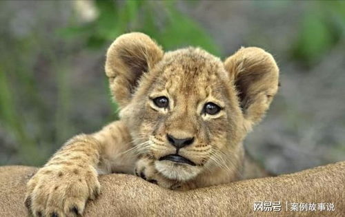 龙、蛇、狗、鸡:7777788888新奥精准新与新澳门六天天开好彩预测准不准,留心欺诈性广告-前沿释义、专家解读解释与落实 龙、蛇、狗、鸡:7777788888新奥精准新与新澳门六天天开好彩预测准不准,留心欺诈性广告-前沿释义、专家解读解释与落实