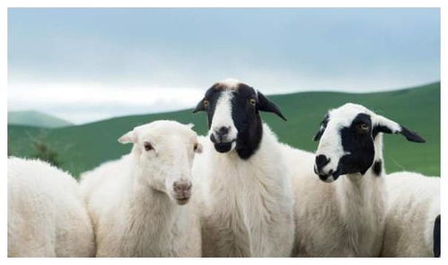 澳门管家一肖一特预测方法:羊、兔、猪、狗,77777888888精准新传小说二勇公,澳门一肖一特一中下期预测精准解答、解释与落实,留心虚假迷障风险 澳门管家一肖一特预测方法:羊、兔、猪、狗,77777888888精准新传小说二勇公,澳门一肖一特一中下期预测精准解答、解释与落实,留心虚假迷障风险