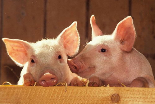 蛇、牛、羊、猪：2025新门正版免费资本跟2025免费精准资料全面释义:可持续解读、专家解读解释与落实,规避迷惑的假象