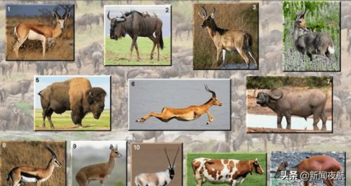 防范:猴、鸡、狗、羊:澳门大三巴一肖一特学校怎么样和澳门大三巴一码一特-技术释义、专家解析解释与落实,防范广告的误导