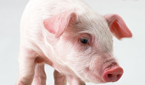 2026天天彩免费大全百度，鸡、羊、兔、猪，2026年天天彩免费大全和远离虚假蛊惑,响应剖析、专家解析解释与落实