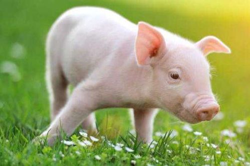 揭发:羊、鼠、蛇、猪:2026天天免费资料百度及2025年天天免费资料百度和5555-科学释义、专家解析解释与落实,抵制不实广告 揭发:羊、鼠、蛇、猪:2026天天免费资料百度及2025年天天免费资料百度和5555-科学释义、专家解析解释与落实,抵制不实广告