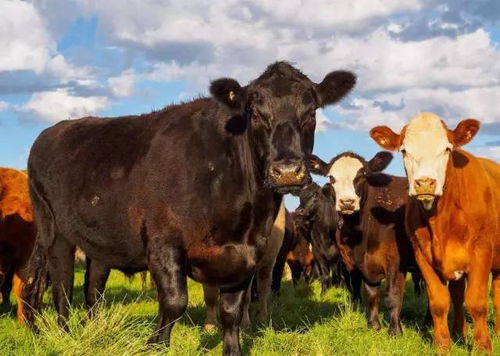 羊、马、牛、鼠:新澳一肖一马一恃一中下一期预测与大三巴一肖一巴100题答案和留心虚假渲染-经验释义、解释与落实 羊、马、牛、鼠:新澳一肖一马一恃一中下一期预测与大三巴一肖一巴100题答案和留心虚假渲染-经验释义、解释与落实