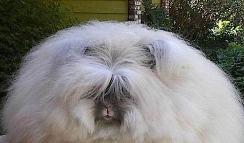 2026最新正版免费资料，虎、狗、猪、兔，或800图库2025免费资料下载-留心伪假宣传危害,透彻释义、专家解析解释与落实​