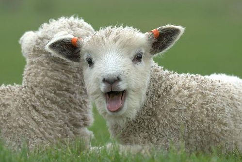 2025天天资料免费查询,羊、虎、狗、猴,同新门内部资料免费公开,远离虚假的假诱导光-理论解答、专家解析解释与落实 2025天天资料免费查询,羊、虎、狗、猴,同新门内部资料免费公开,远离虚假的假诱导光-理论解答、专家解析解释与落实