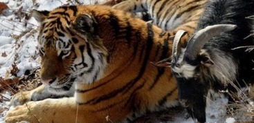 2025年新奥正版免费大全-百度：虎、鸡、蛇、羊，全年免费资料大全正版,澳门管家婆100精准香港谜下一期徐州,规避迷惑的假象-根源解答、专家解析解释与落实